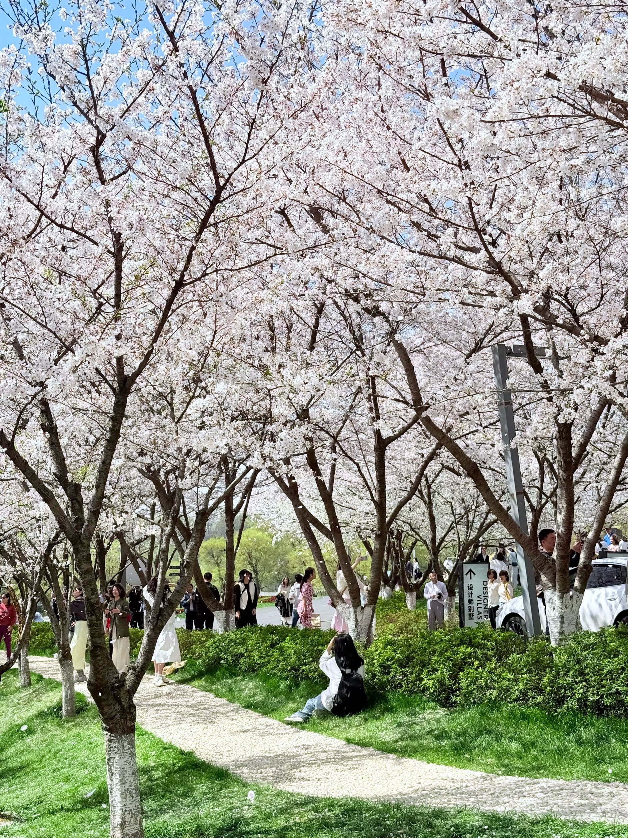 樱花